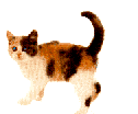 A cat; Actual size=240 pixels wide
